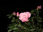 Rose on Carroll St. in Carroll Gardens