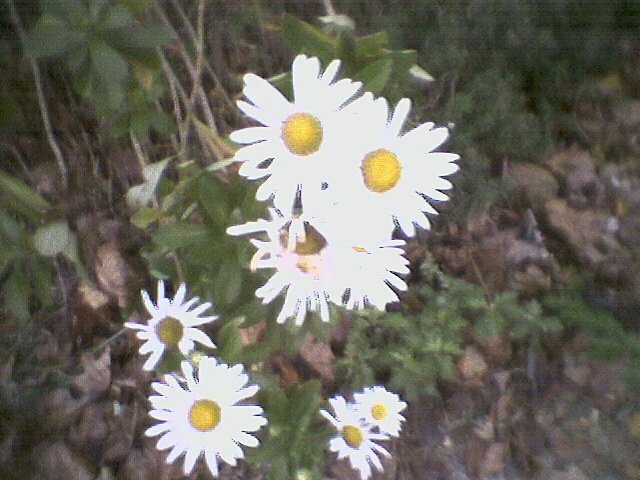 The daisies have endured the frost