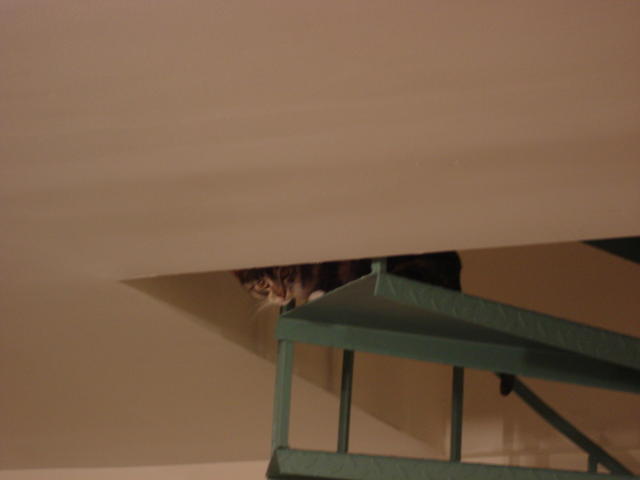 Delilah spying on us