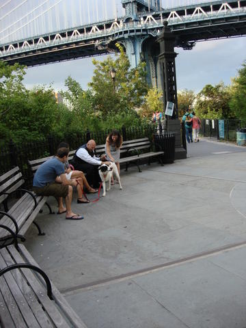 dog, Manhattan Bridge