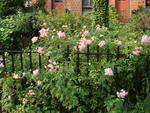 Carroll Gardens roses