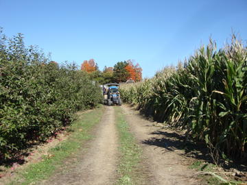 Apples and Corn for everyone!