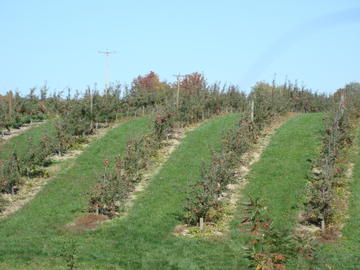 apple trees as far as the eye can see