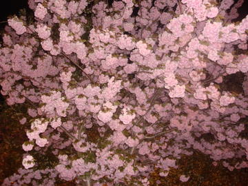 pink tree blossoms