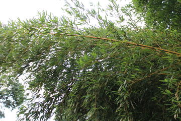 droopy bamboo