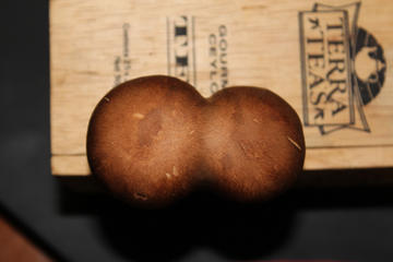 ladies and gentlemen, the two-headed mushroom