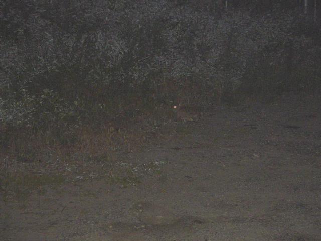 You can see Brer Rabbit from his eye reflection