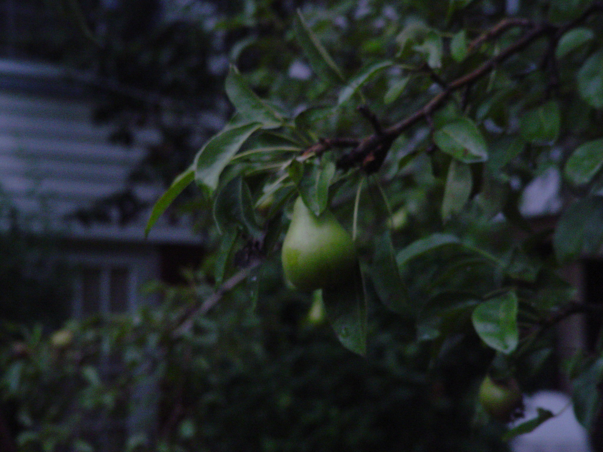 Could be a good year for pears