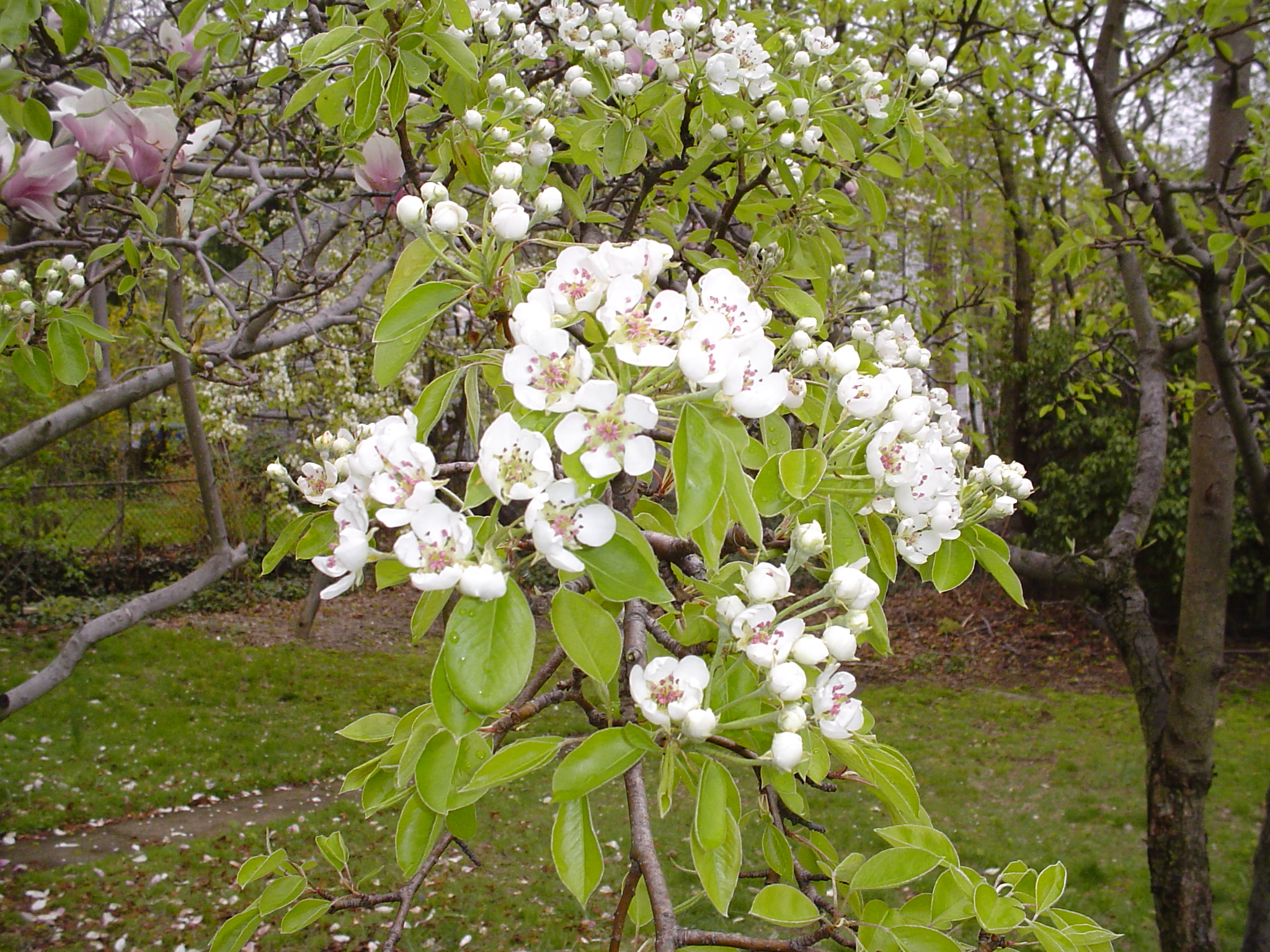 Pear blossoms