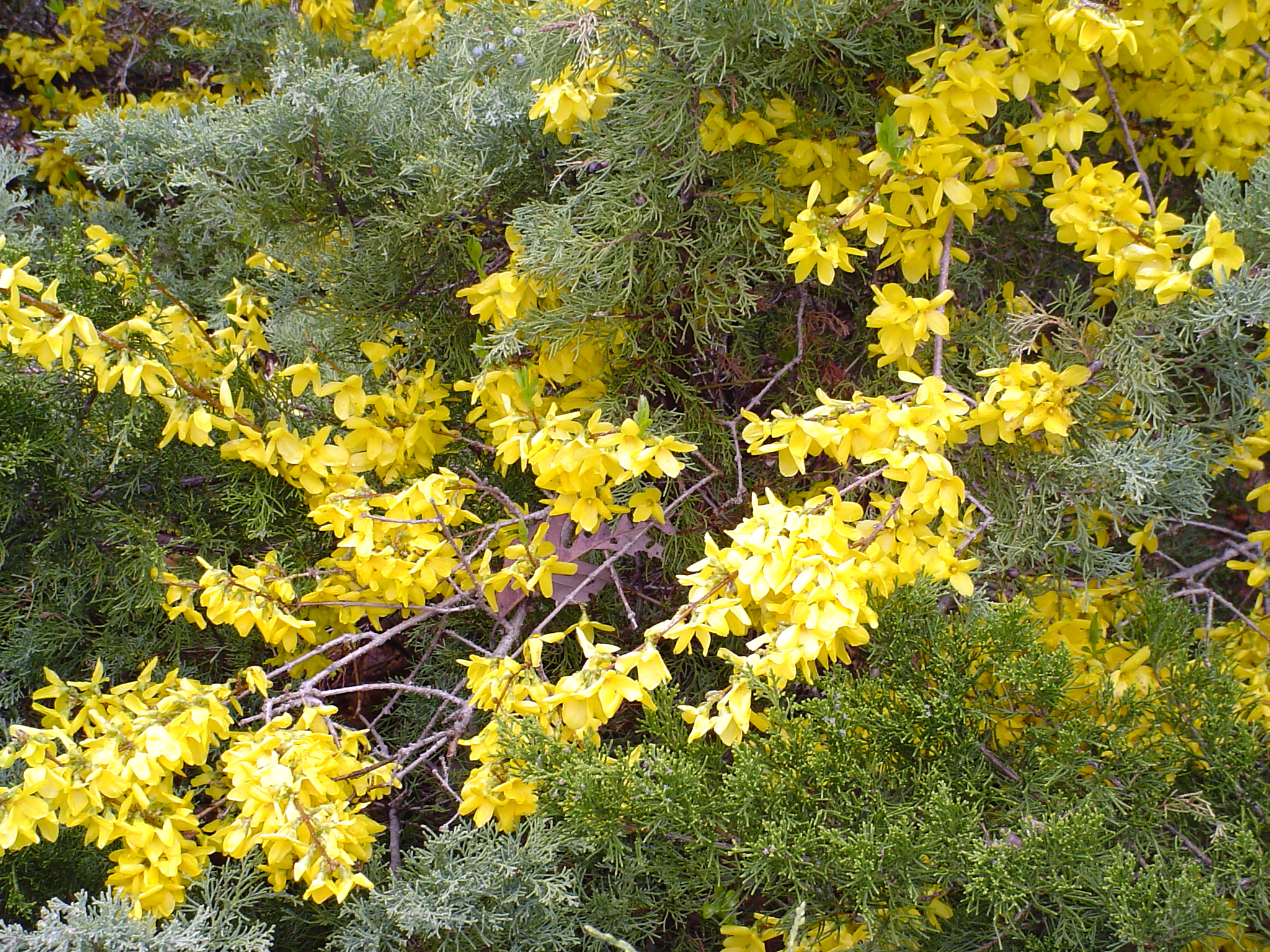 Forsythia