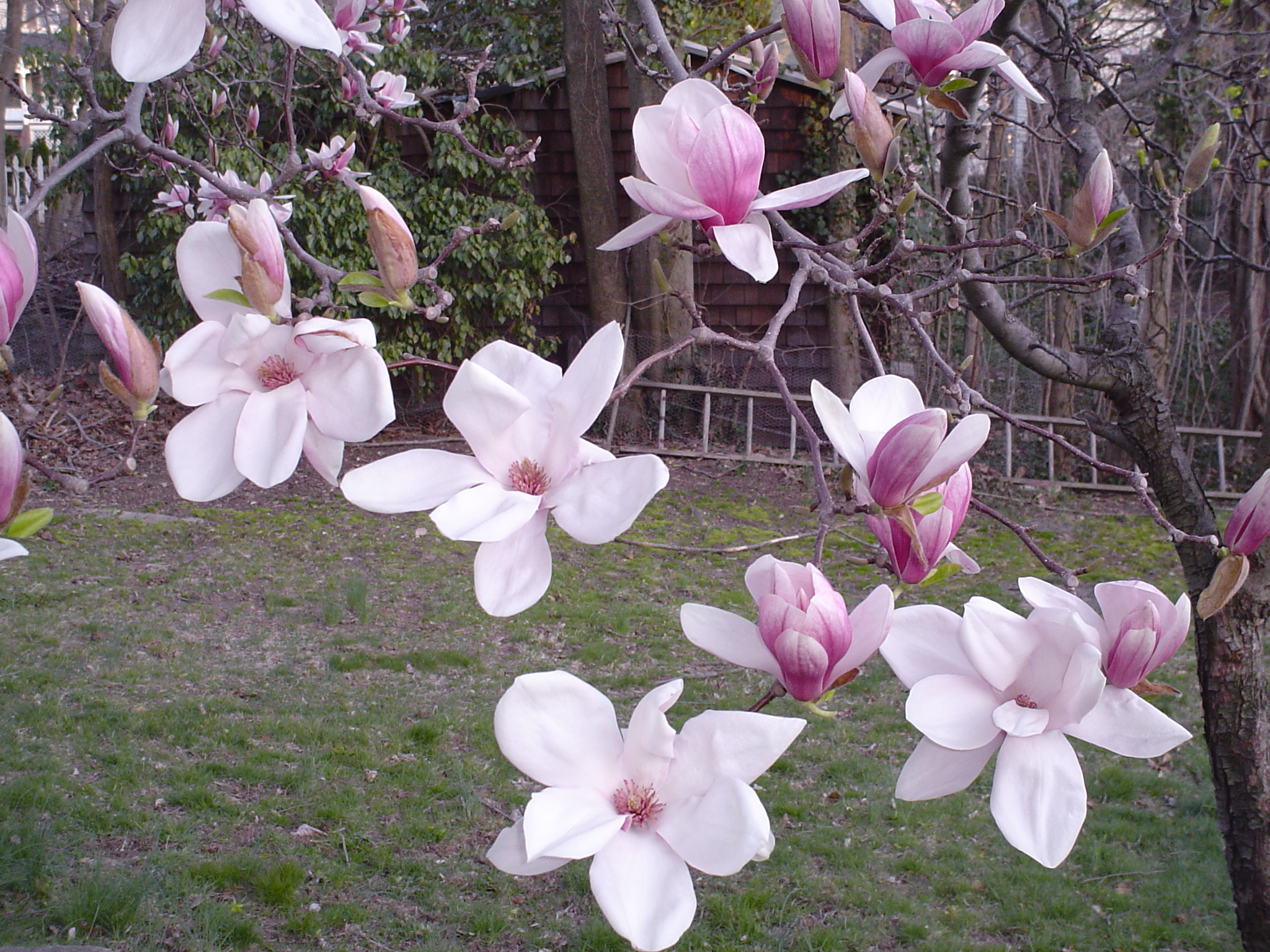 Magnolia