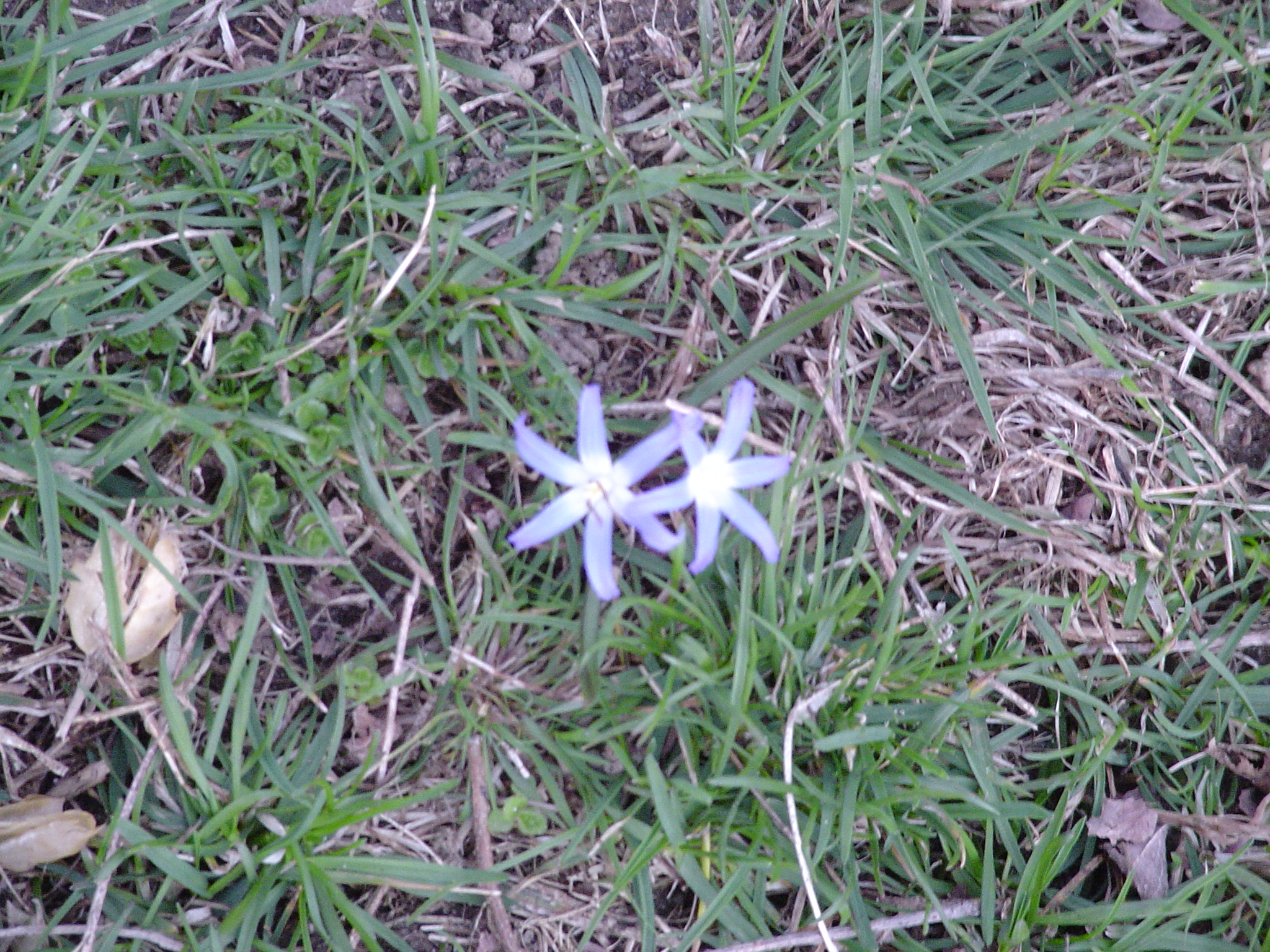 Star of Bethlehem