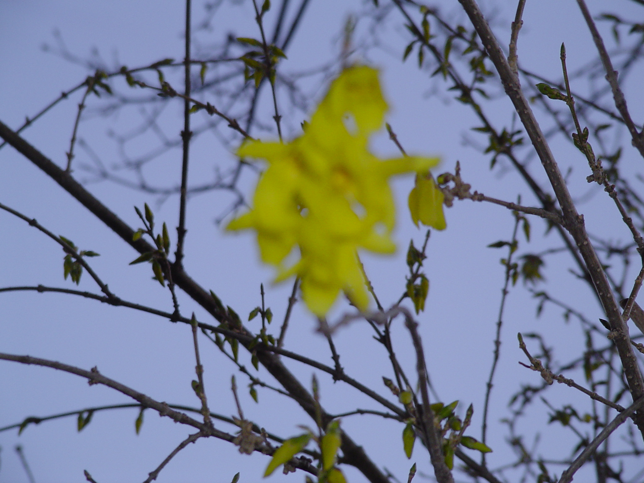 Forsythia