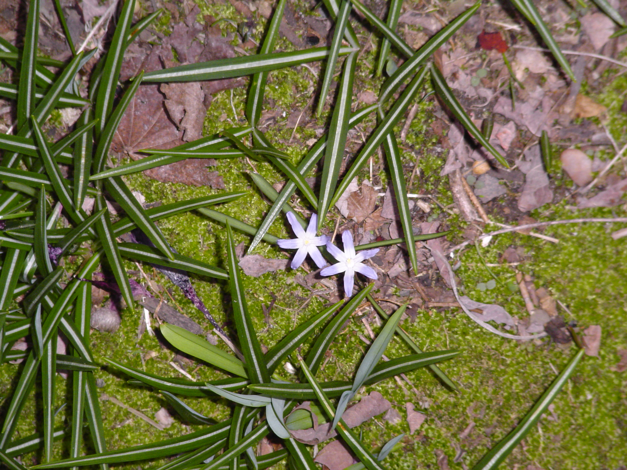 Star of Bethlehem