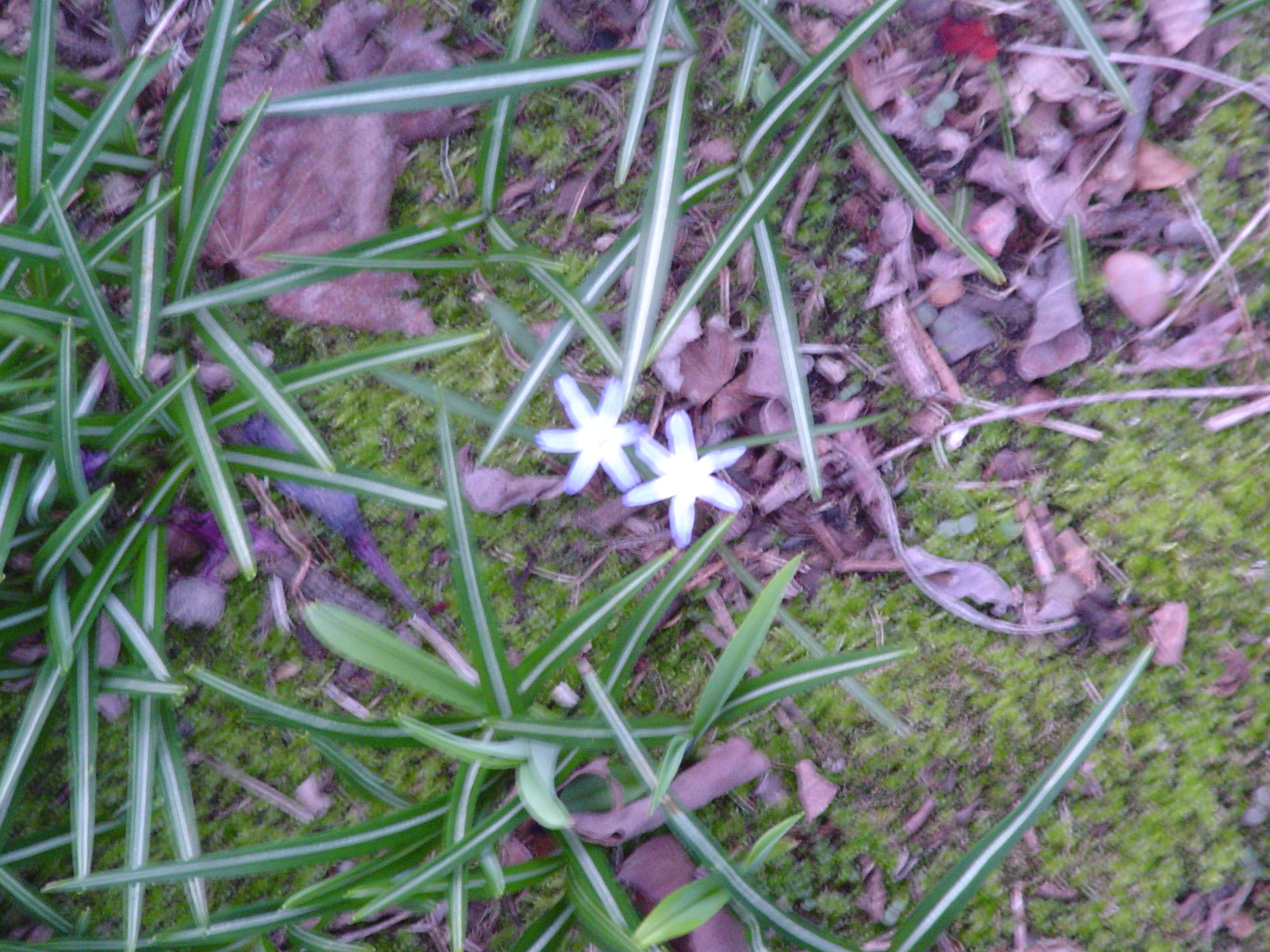 Star of Bethlehem