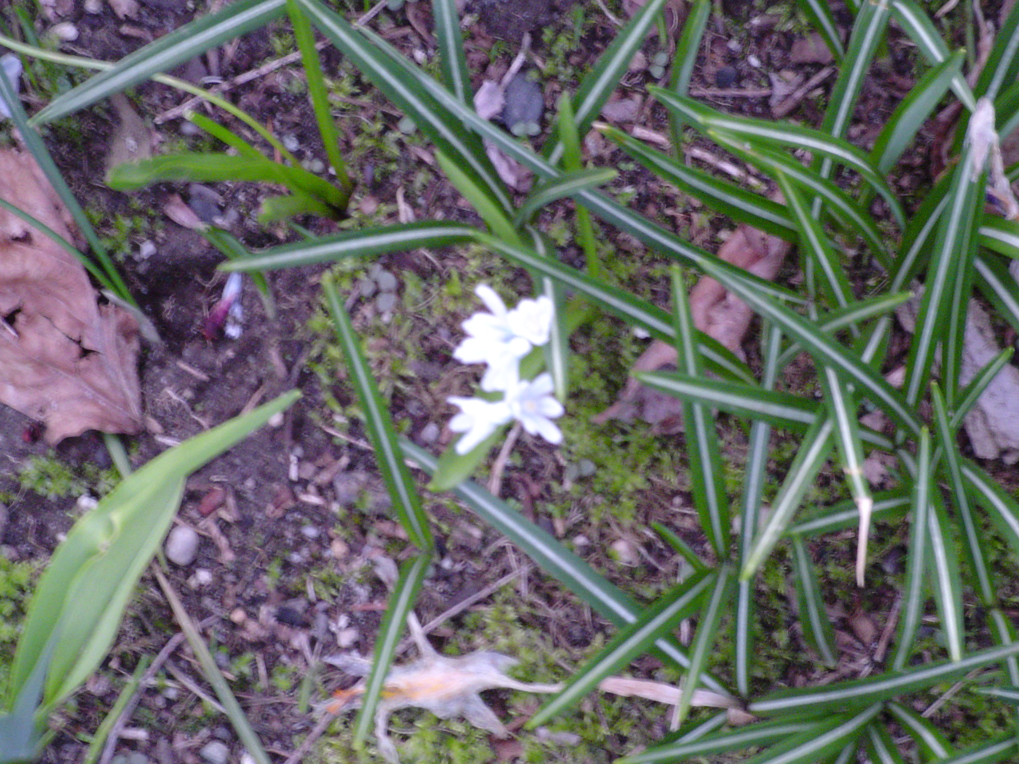 Star of Bethlehem