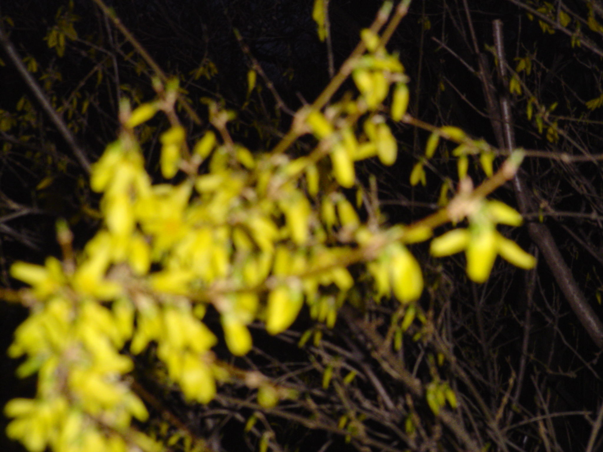 Forsythia