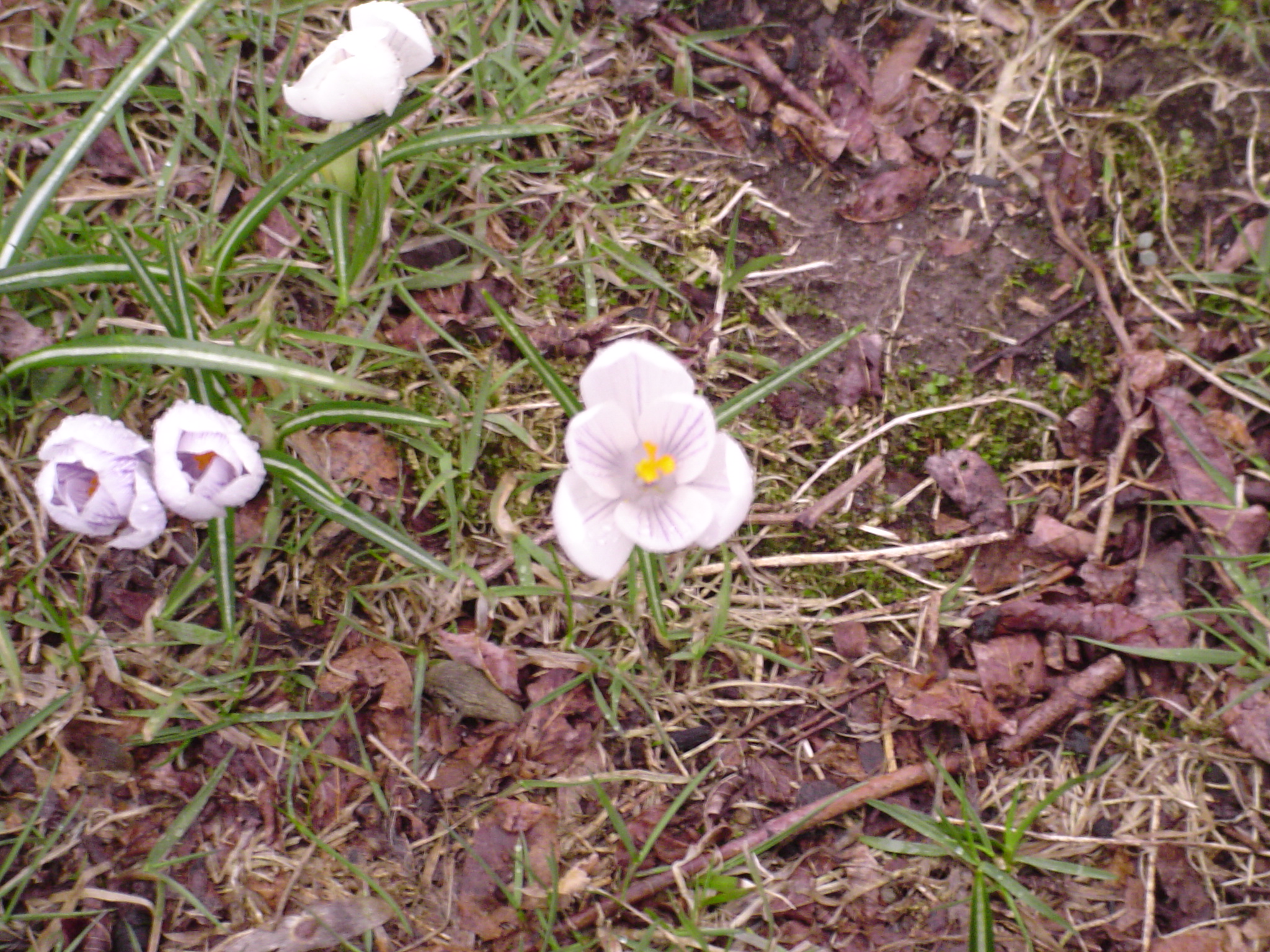 Crocus