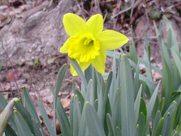 our first daffodil