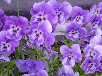 purple pansies.